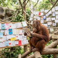 「パンチ」１歳、オランウータンのぬいぐるみはもうサル山に持ち出さず…国内外からバースデーカード２５００枚超のサムネイル